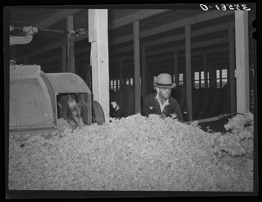 Pile of raw wool after it has been through dust and dirt removing machine. Wool scouring plant, San Marcos, Texas