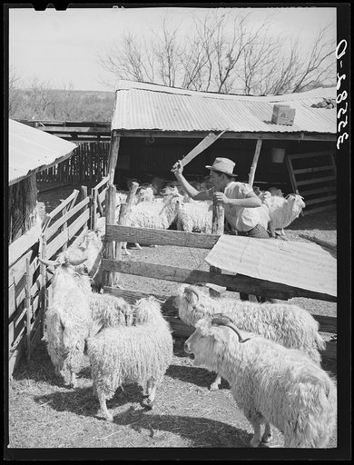 Worker driving goats from pen into shearing pen on ranch in Kimble County, Texas