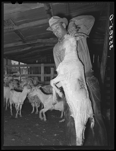 Shearer lifting goat just after he has been shorn to get him out of the way. Kimble County, Texas