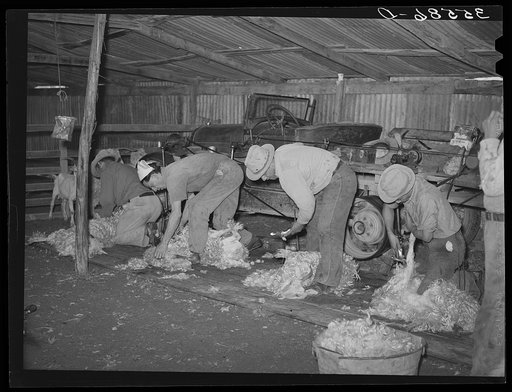 Shearing goats on ranch in Kimble County, Texas. This is a gang of Mexicans who travel through the goat and sheep country to do the shearing. They were paid seven cents per goat and each man can shear from one hundred to one hundred and fifty goats a day. Power for shearing is furnished by old autom