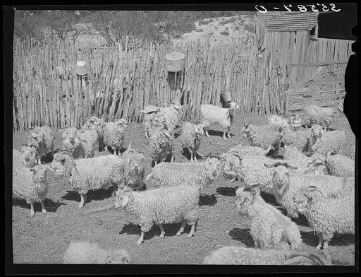 Goats in pen before shearing. Ranch in Kimble County, Texas