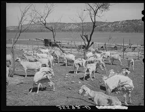 Freshly sheared goats on ranch in Kimble County, Texas