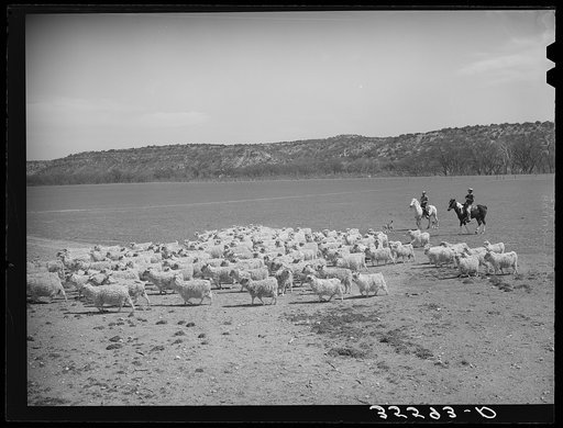Driving in goats to be sheared on ranch of rRehabilitation borrower. Kimble County, Texas