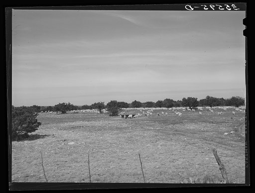 Goats grazing on ranch of rehabilitation borrower from Kimble County, Texas. With the funds borrowed from FSA (Farm Security Administration), this ranchman restored his ranch with highbred sheep and goats and is repaying his loan and has also showed a substantial profit for the last two years