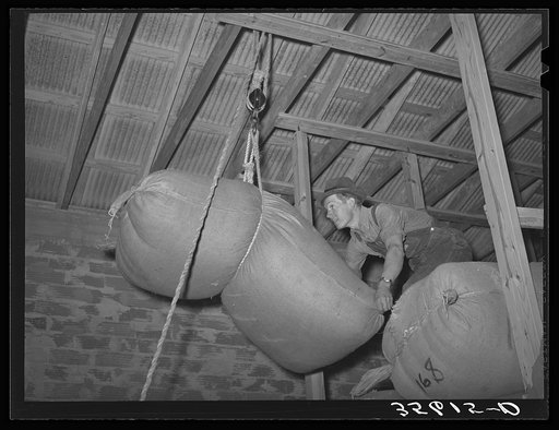 Hoisting a sack of mohair into place for storage at the Kimble County Wool and Mohair Company Warehouse, Junction, Texas
