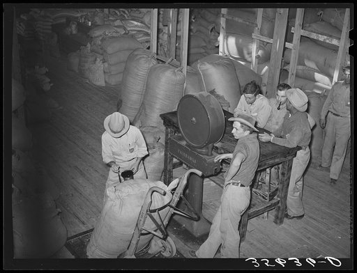 Weighing a sack of mohair at the Kimble County Wool and Mohair Company warehouse, Junction, Texas. These sacks weigh close to three hundred pounds