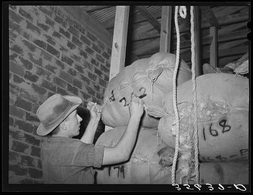 Marking identification number of owner on a sack of mohair in the warehouse of the Kimble Wool and Mohair Company. Junction, Texas