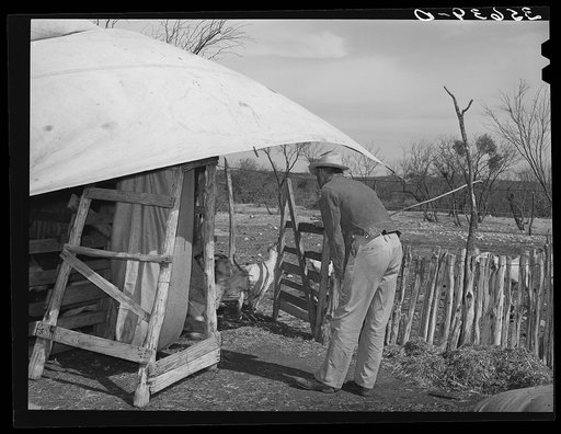 Shorn goats being released from shearing pen of the ranch of a rehabilitation borrower in Kimble County, Texas