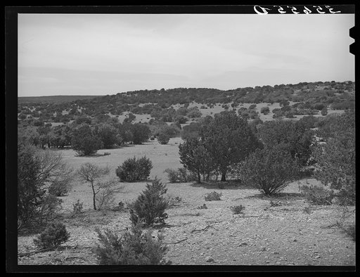 Low cedar trees growing in the rocky, hilly country in Kimble County, Texas. Cedar trees kill out the native grasses and there are various work projects for their elimination in this section