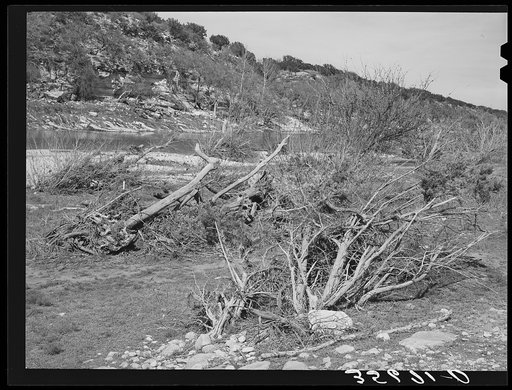 Low trees and driftwood along the banks of the Llano River in Kimble County, Texas. This river is subject to fierce floods as is indicated by slanted growth of the trees