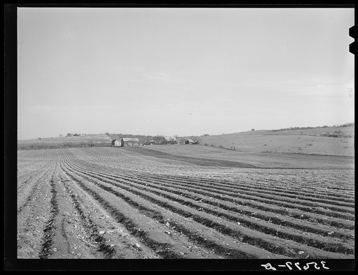 Cultivated land in Bexar County, Texas. This is in the cotton section