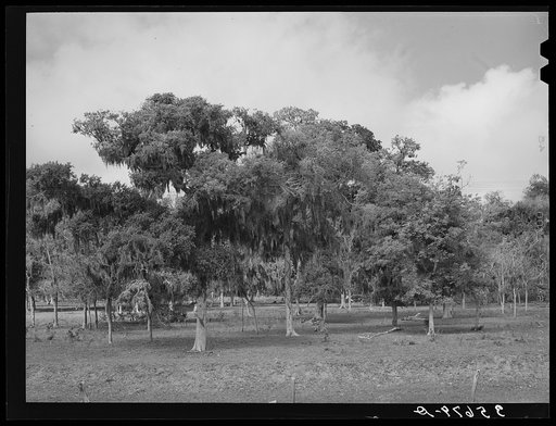 Spanish moss on the trees in the lowlands of Refugio County, Texas