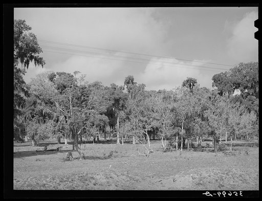 Spanish moss covers some of the trees in the lowland in Refugio County, Texas