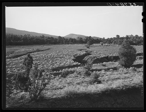 Gullies spreading in overgrazed pasture in the mountains in Bernalillo County, New Mexico. This bunch grass is also characteristic of overgrazed land in this section