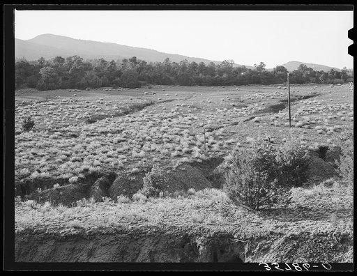 Gullies spreading in overgrazed pasture in the mountains of Bernalillo County, New Mexico