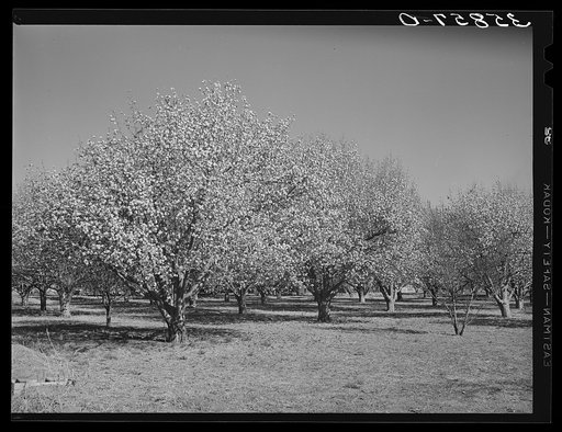 Fruit trees in blossom in Bernalillo County, New Mexico. This is an irrigated section which has been farmed for many years by Spanish-Americans and is now being more thickly populated with people from the dust bowl areas