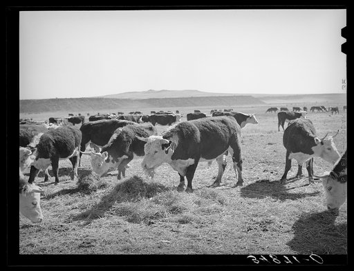 Hereford cattle eating hay grown by flood irrigation methods in the Little Colorado River Valley in Apache County near Springerville, Arizona