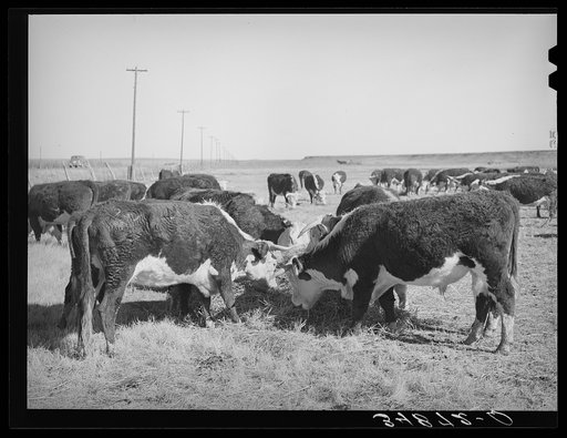 Untitled photo, possibly related to: Hereford cattle eating hay grown by flood irrigation methods in the Little Colorado River Valley in Apache County near Springerville, Arizona