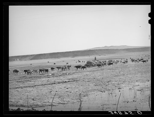 Untitled photo, possibly related to: Rancher feeding hay which was raised through flood irrigation in the Little Colorado River Valley. Apache County near Springerville, Arizona