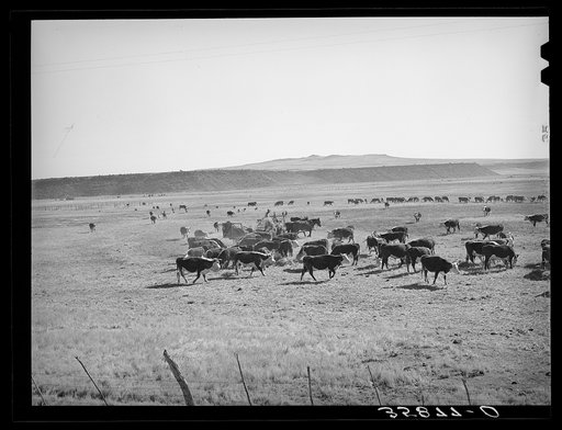 Rancher feeding hay to cattle. Apache County near Springerville, Arizona. Rancher feeding hay which was raised through flood irrigation in the Little Colorado River Valley