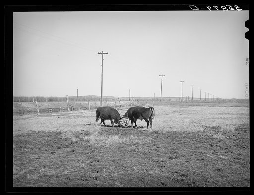 Hereford bulls fighting. Apache County, Arizona