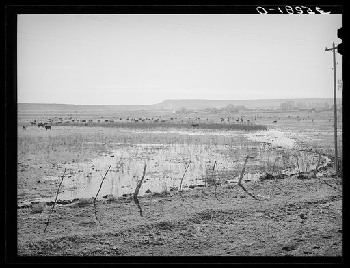 Untitled photo, possibly related to: The start of flood irrigation on the hay fields in the valley of the Little Colorado River Valley. After these fields are so irrigated the cattle are driven to the mountains for summer pasturage while the hay grows and matures. Apache County near Springerville, A