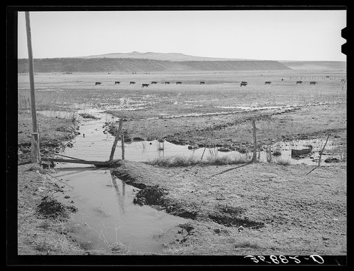 The start of flood irrigation on the hay fields in the valley of the Little Colorado River Valley. After these fields are so irrigated the cattle are driven to the mountains for summer pasturage while the hay grows and matures. Apache County near Springerville, Arizona