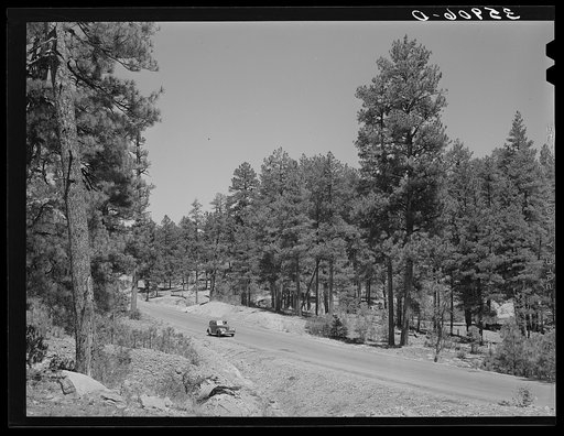 Arizona boasts one of the largest yellow pine forests in the country. This is the Apache National Forest. Navajo County, Arizona