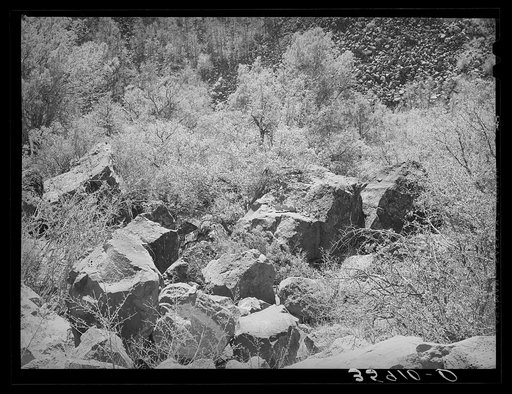 Untitled photo, possibly related to: Rocks and vegetation in the gorge of the Carrizo Creek. Navajo County, Arizona