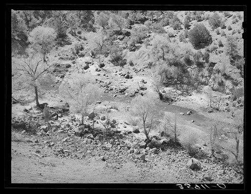 Cottonwood trees line the banks of the Carrizo Creek in Navajo County, Arizona