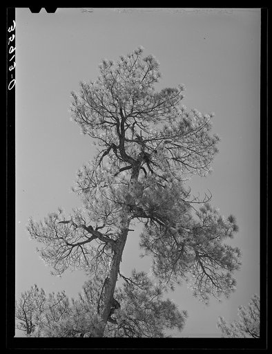 Top of yellow pine tree in Apache National Forest. Navajo County, Arizona
