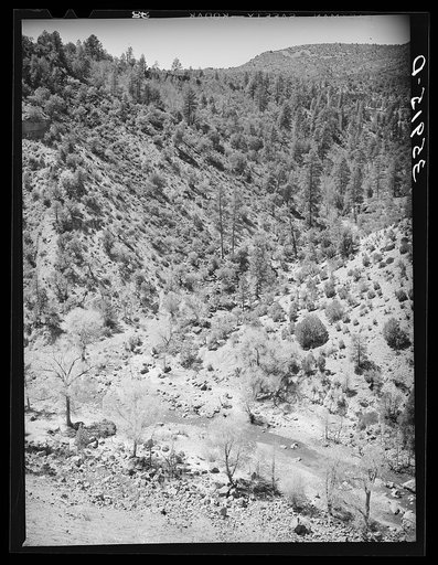 Cottonwood trees line the banks of the Carrizo Creek while the yellow pine thrives in the hills. Navajo County, Arizona