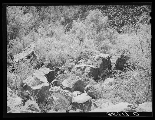 Rocks and vegetation in the gorge of the Carrizo Creek. Navajo County, Arizona