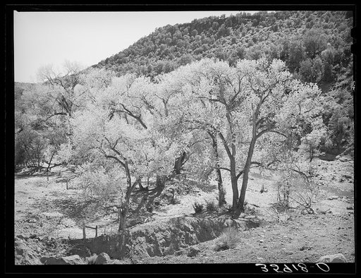 Cottonwood trees in the valley floor of Carrizo Creek. Navajo County, Arizona