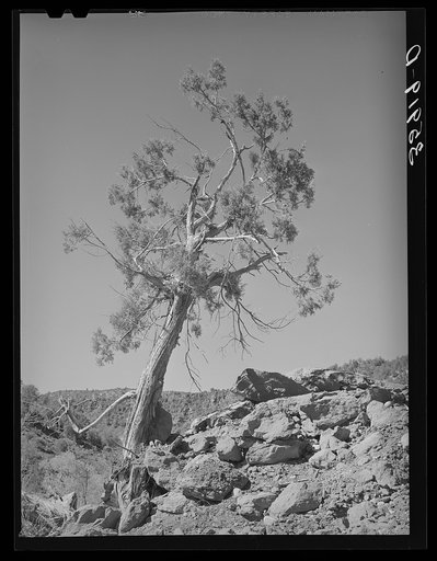 Western Juniper growing in Carrizo Creek Valley. Navajo County, Arizona
