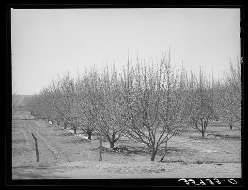 Irrigated orchard. Bernalillo County, New Mexico