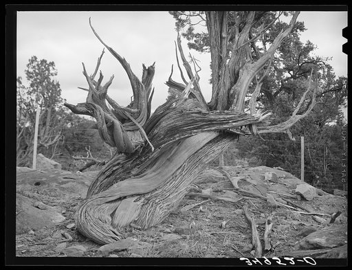 Twisted mountain juniper. Apache County, Arizona