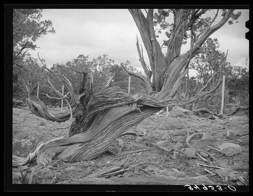Untitled photo, possibly related to: Twisted mountain juniper. Apache County, Arizona