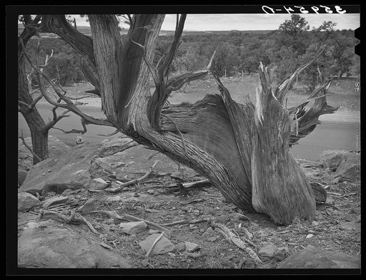 Twisted mountain juniper. Apache County, Arizona