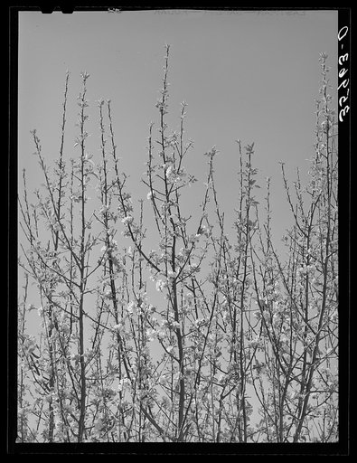Apple blossoms in irrigated orchard in Bernalillo County, New Mexico