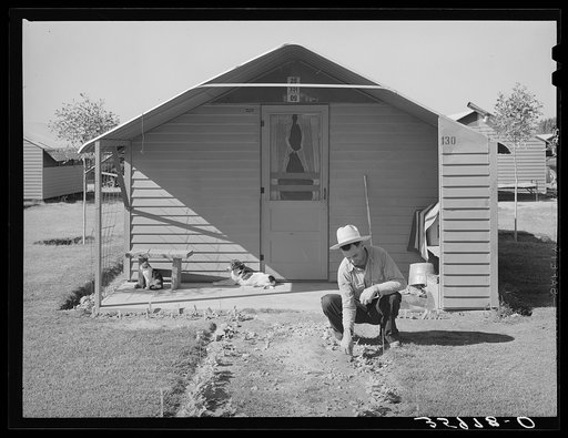 Migrant agricultural worker planting flowers in front of his metal shelter at the Agua Fria migratory labor camp, Arizona. Migrant workers are allowed to stay in the camps one day less than a year but many make improvements around their individual shelters