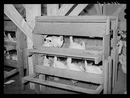 Hens on the nest at Arizona part-time farms. Maricopa County, Arizona