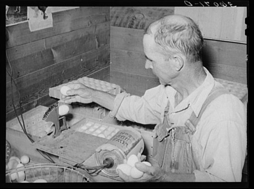 Weighing eggs for grading purposes at the Arizona part-time farms. Maricopa County, Arizona