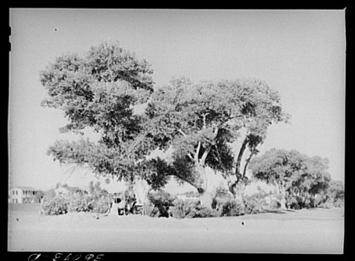 Clump of cottonwood trees near Phoenix, Arizona, municipal golf course
