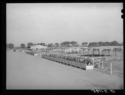 Feed troughs and shelters for cattle at the Arizona part-time farms. Chandler Unit, Maricopa County, Arizona