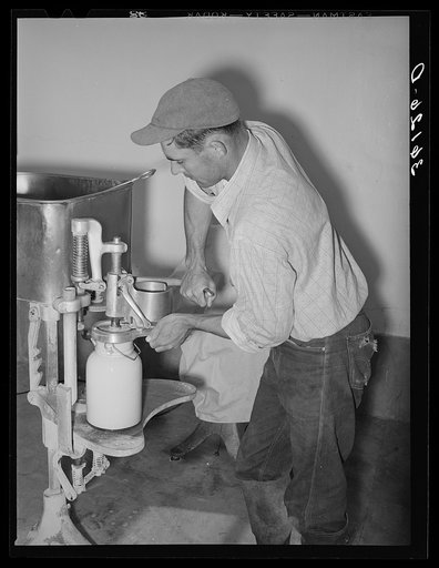 Member of the Arizona part-time farms, Chandler Unit, filling milk bottles in the dairy of the farm. Maricopa County, Arizona