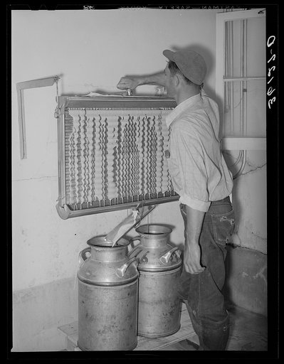 Member of the Arizona part-time farms, Chandler Unit, cooling milk at the dairy of the farm. Maricopa County, Arizona