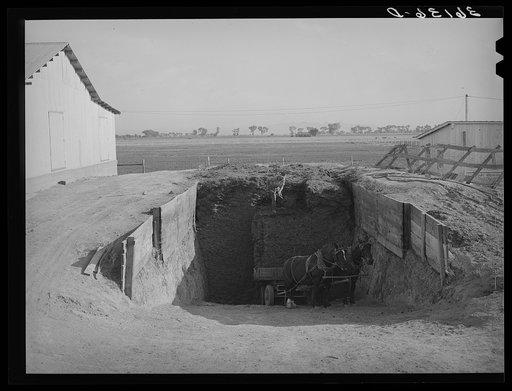 Loading silage into wagon from trench silo. Arizona part-time farms, Chandler Unit, Maricopa County, Arizona