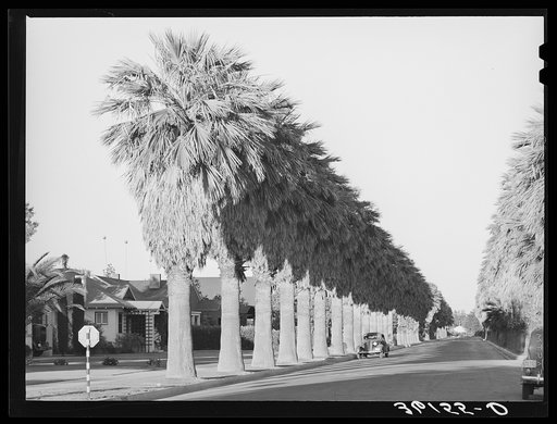 Avenue of palms line the residential streets of Phoenix, Arizona