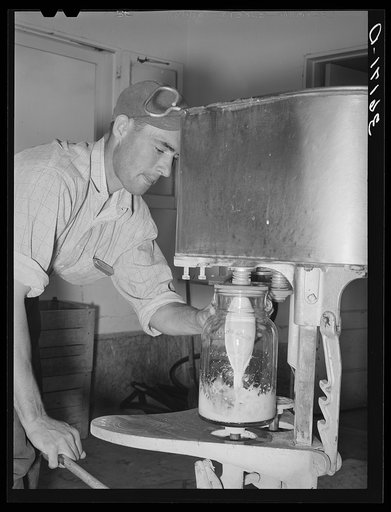 Untitled photo, possibly related to: Member filling gallon bottles of milk at the dairy of the Arizona part-time farms. Maricopa County, Arizona